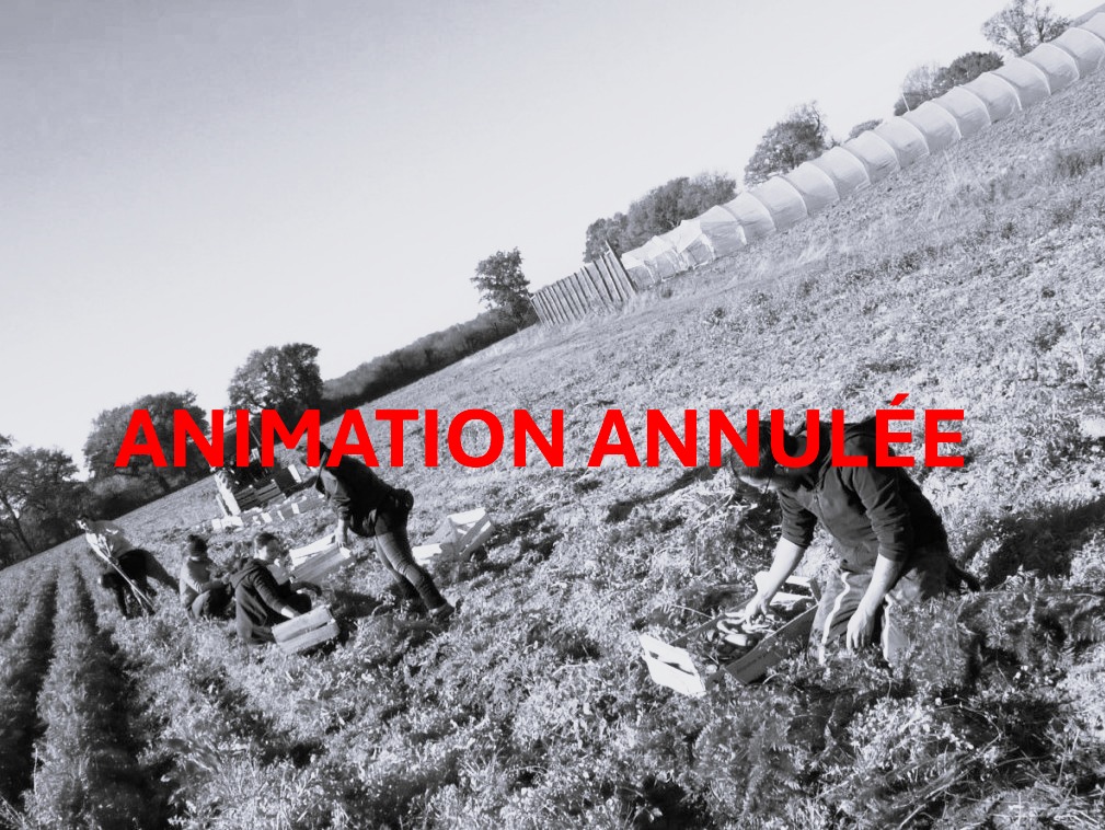 Jard’Insolite : un jardin bio, solidaire et vivant