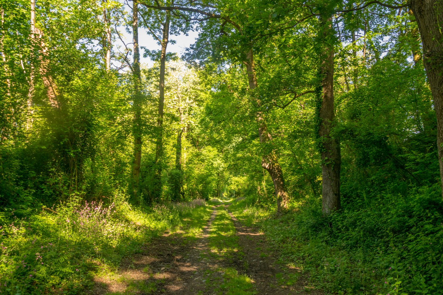 Poey-de-Lescar - Chemin de Malapet