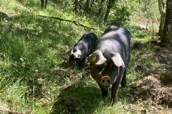 Visite et dégustation Ferme de porcs noirs