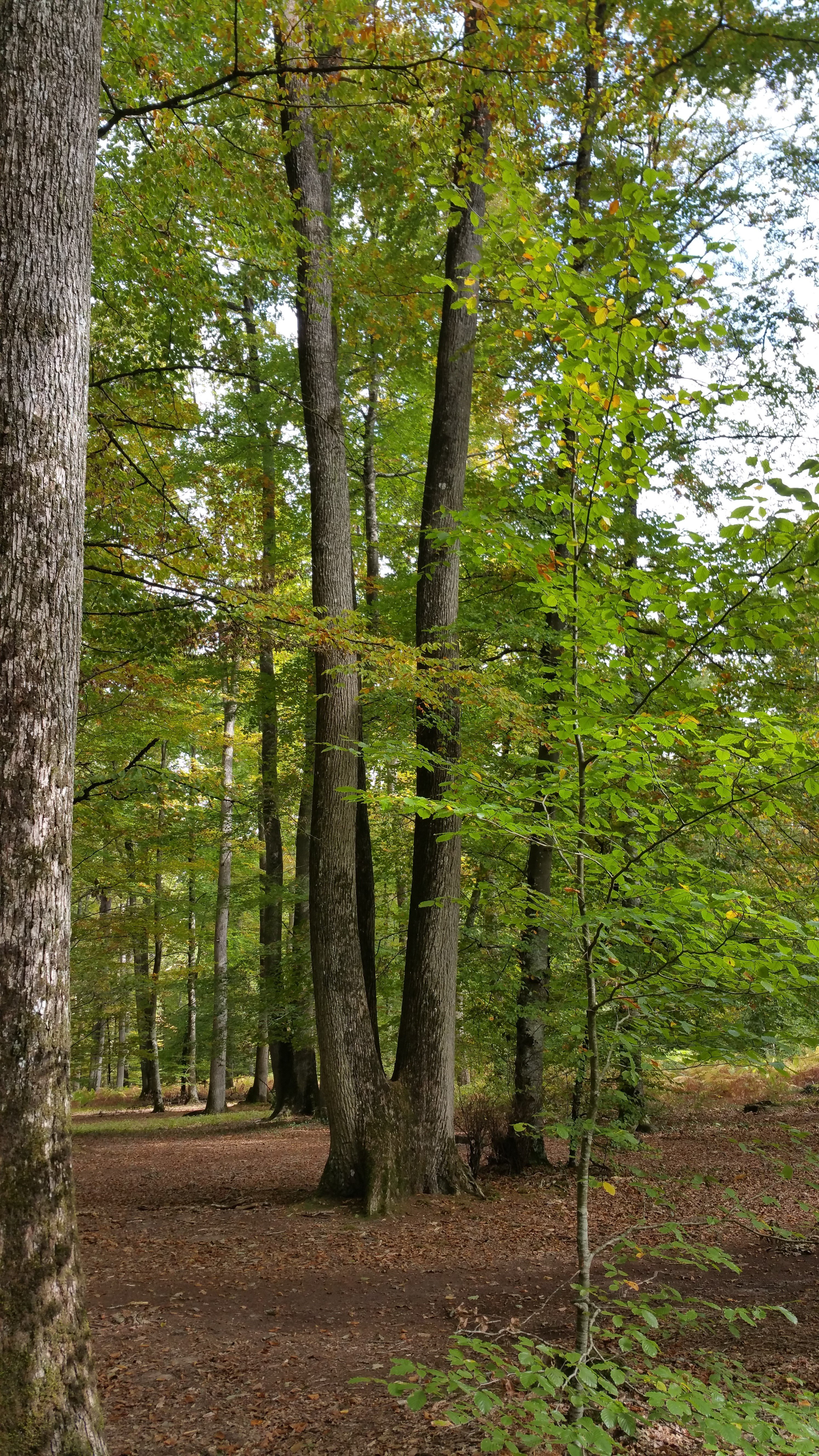 Forêt Domaniale de Vouillé-Saint-Hilaire  France Nouvelle-Aquitaine Vienne Vouillé 86190
