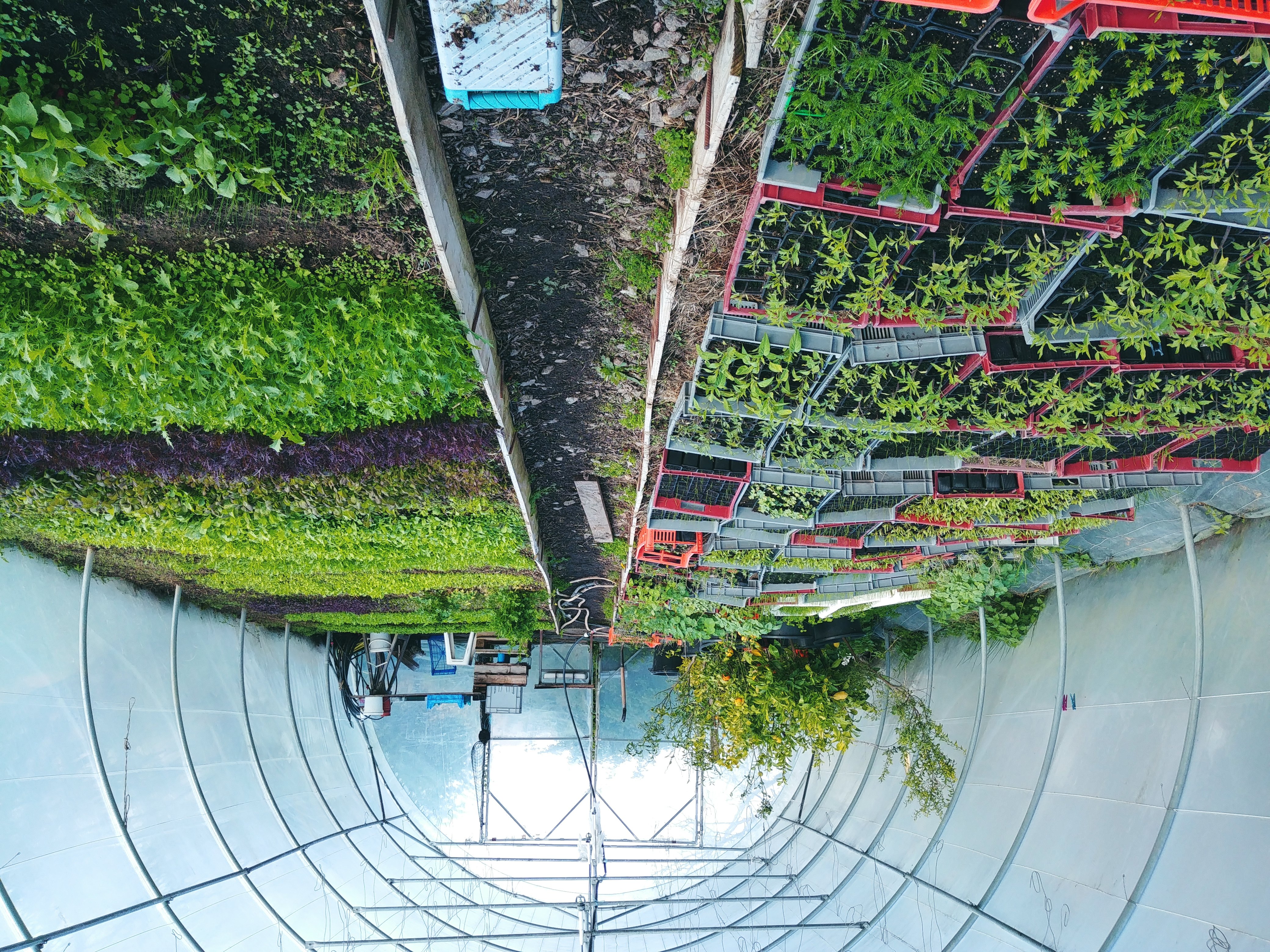 Les Simples de Sophie