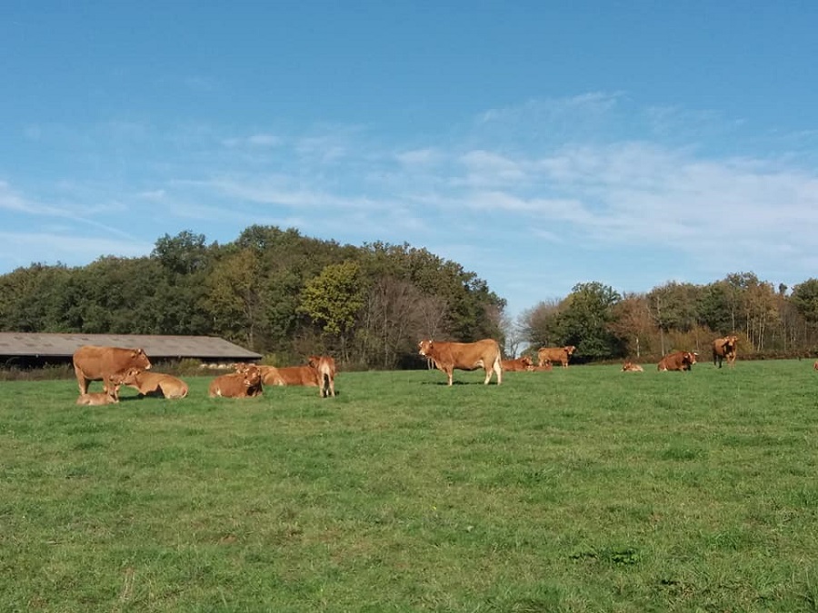 La ferme du Puy de Mont - Viande bovine et viande d'agneau null France null null null null