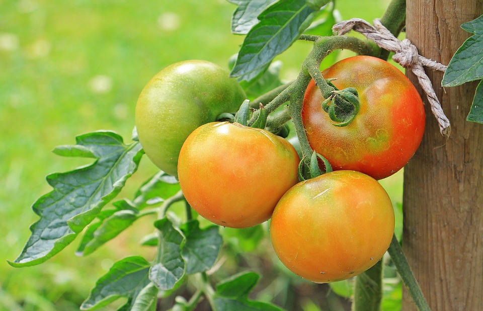 La Tomate écarlate - Solenne Bonneau null France null null null null