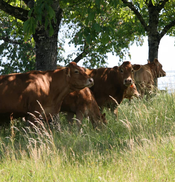 La Ferme de Chrystelle — photo 3
