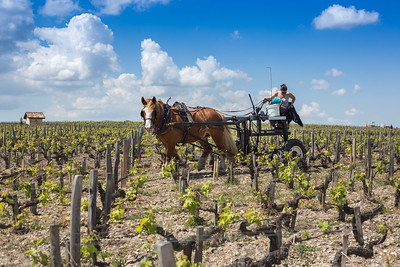 Les vignobles à vélo - la boucle des Châteaux de Pauillac