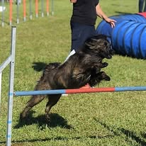 Concours Agility dog