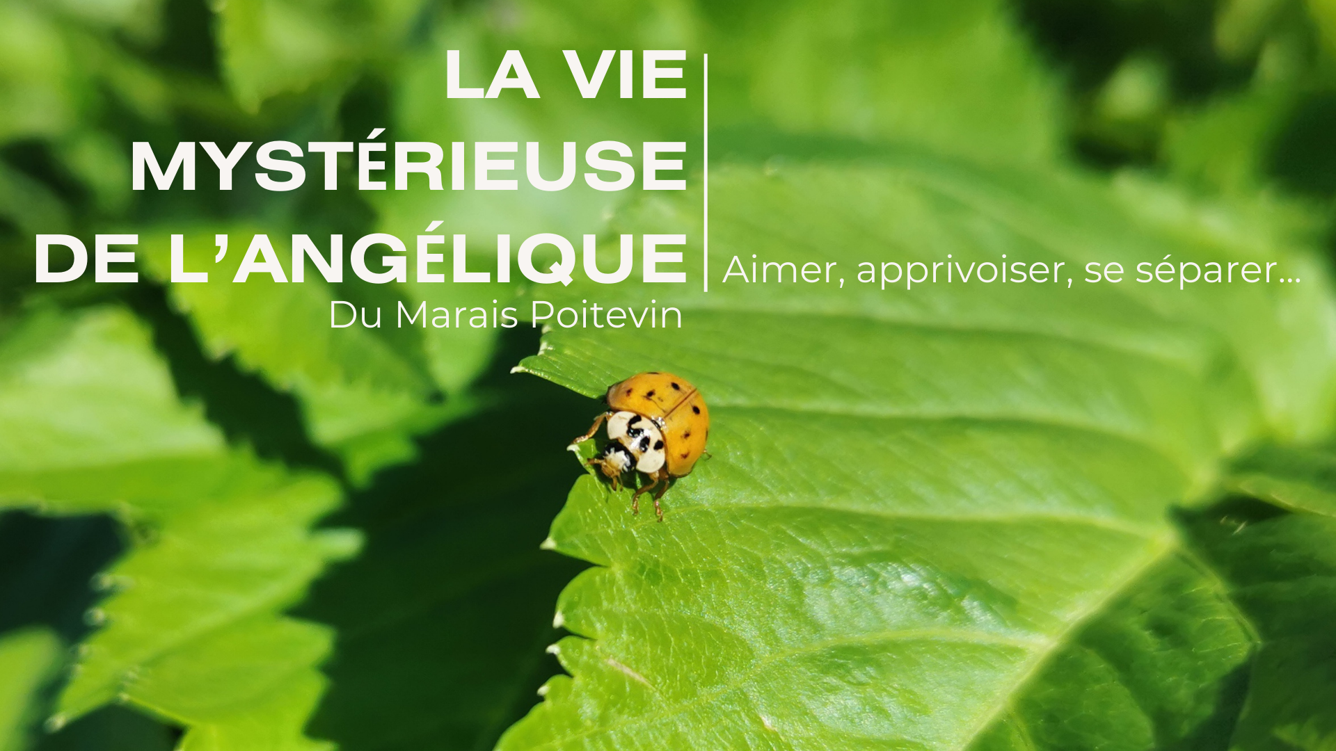 Visite "La Vie Mystérieuse de l'Angélique" - Fée te vous plaisir à Bessines null France null null null null