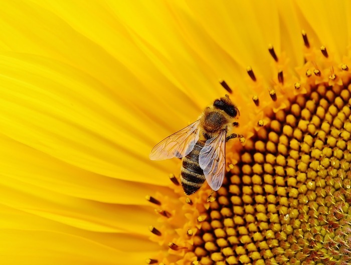 Mille et une abeilles : rencontre avec un apiculteur null France null null null null