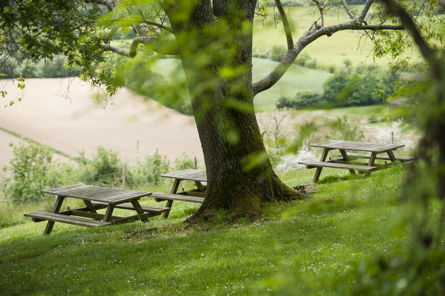 Morlanne : les Palombières