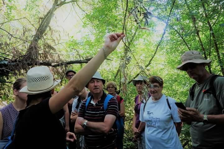 Balade naturaliste et artistique - Les arbres