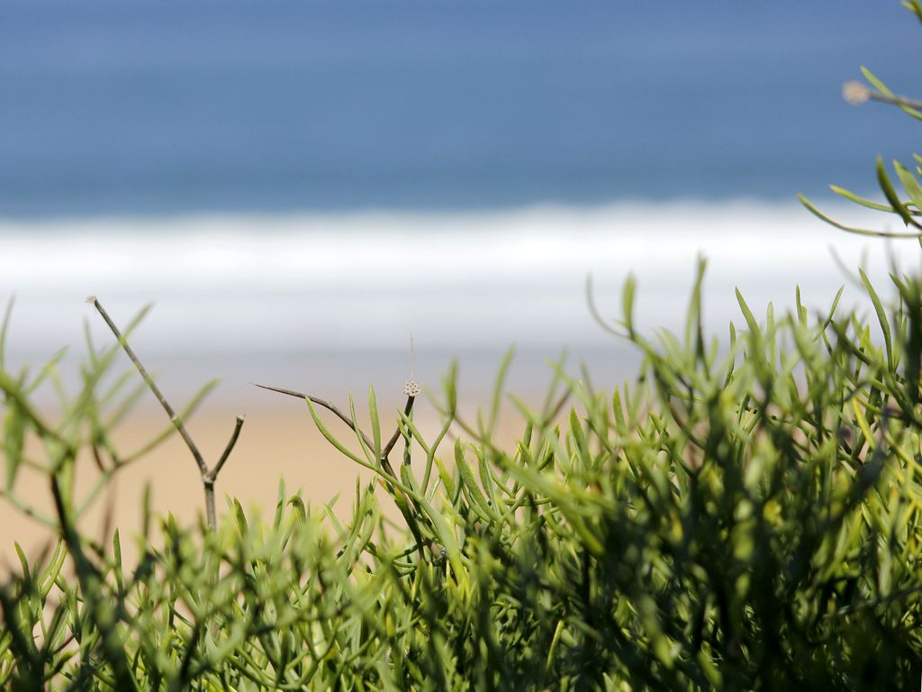 Fête de la Dune (feu d'artifice)