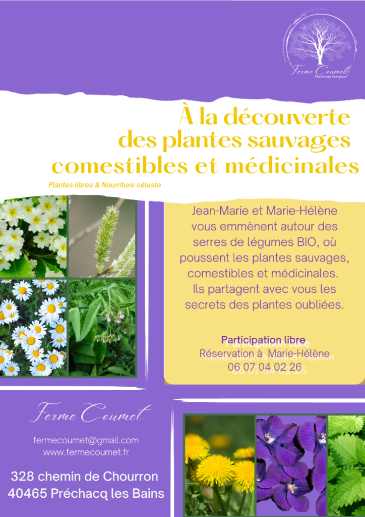 à la découverte des plantes sauvages comestibles et médicinales