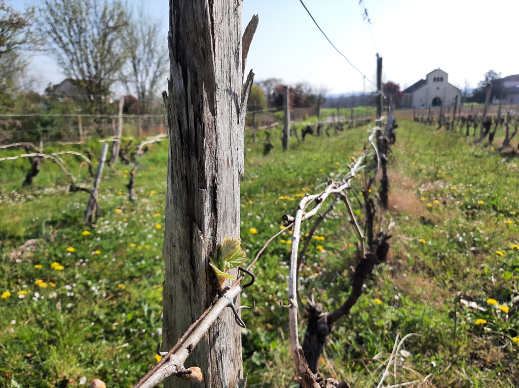 Le travail de la vigne et ses outils d'antan présentés par François
