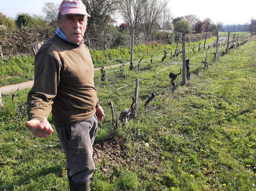 Le travail de la vigne et ses outils d'antan présentés par François