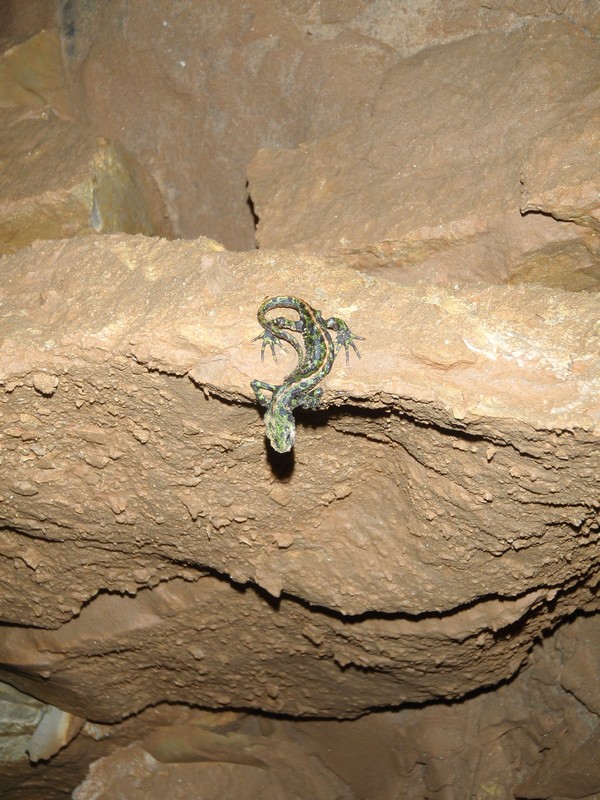 Eté actif: Spéléologie à la grotte de Beaussac