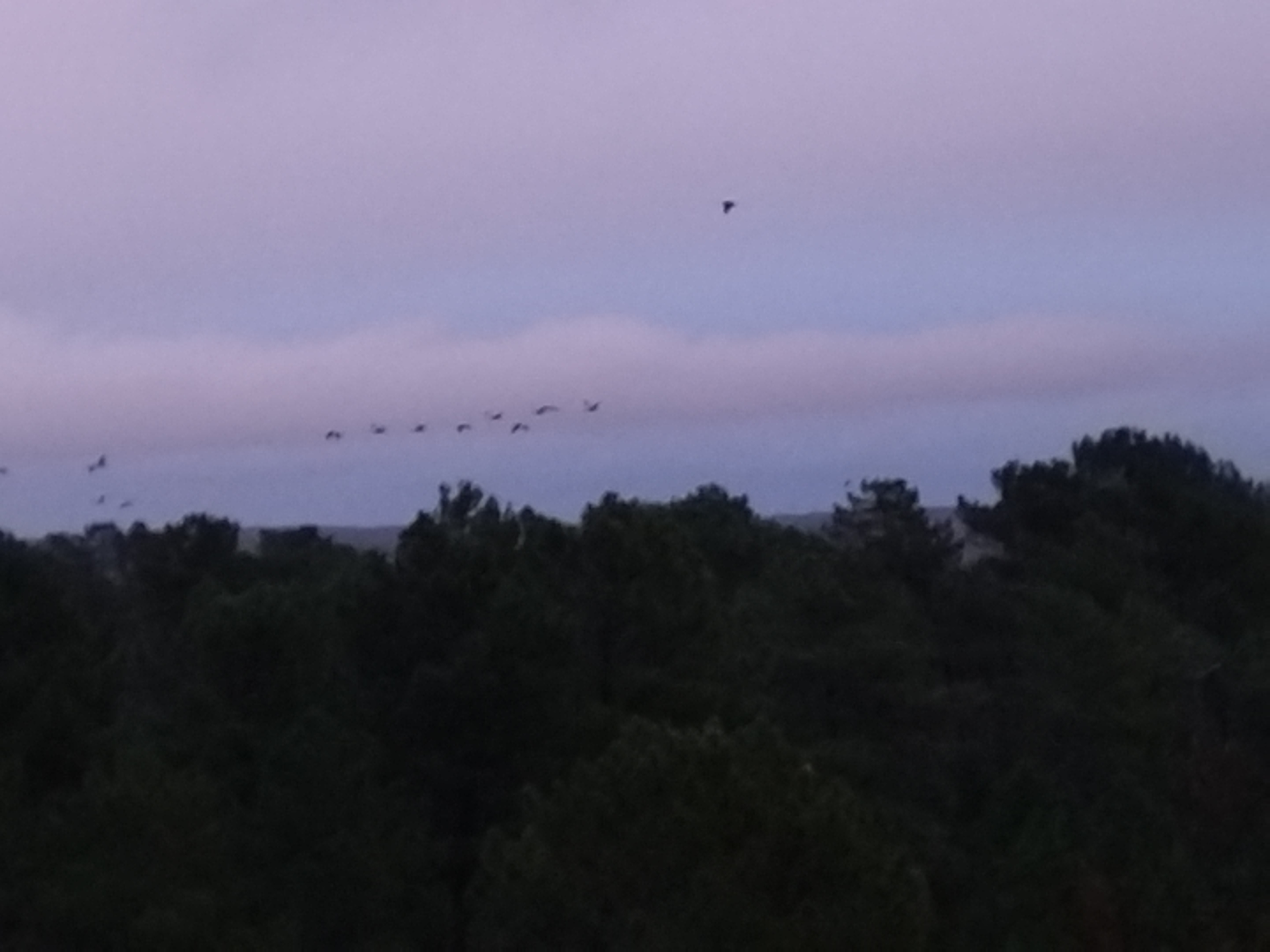 Les grues gourmandes en Pays Morcenais - Le lever (2/2)