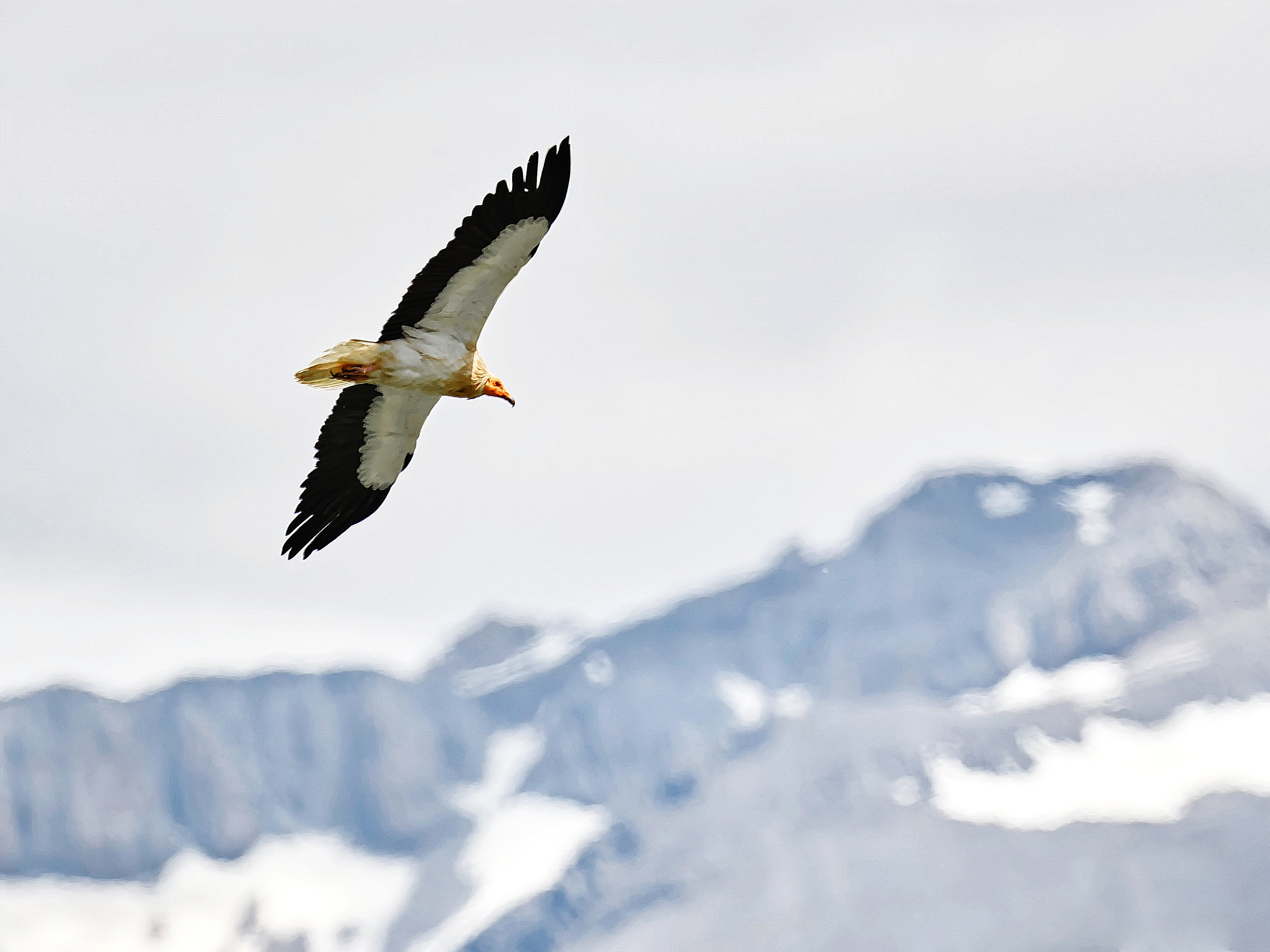 Voir les rapaces, Bedous - photo 3