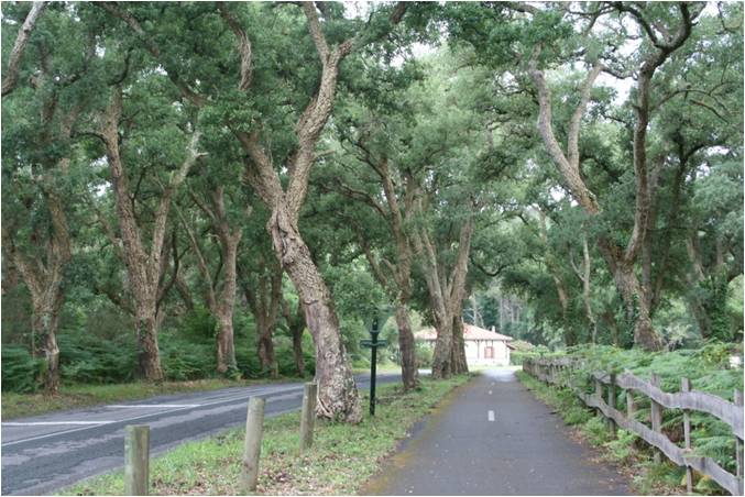 Piste Cyclable de La Lette Blanche