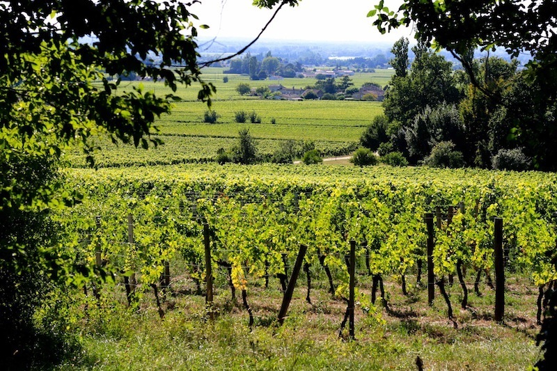 Boucle pédestre : La Route des vins biologiques  France Nouvelle-Aquitaine Gironde Saint-Émilion 33330