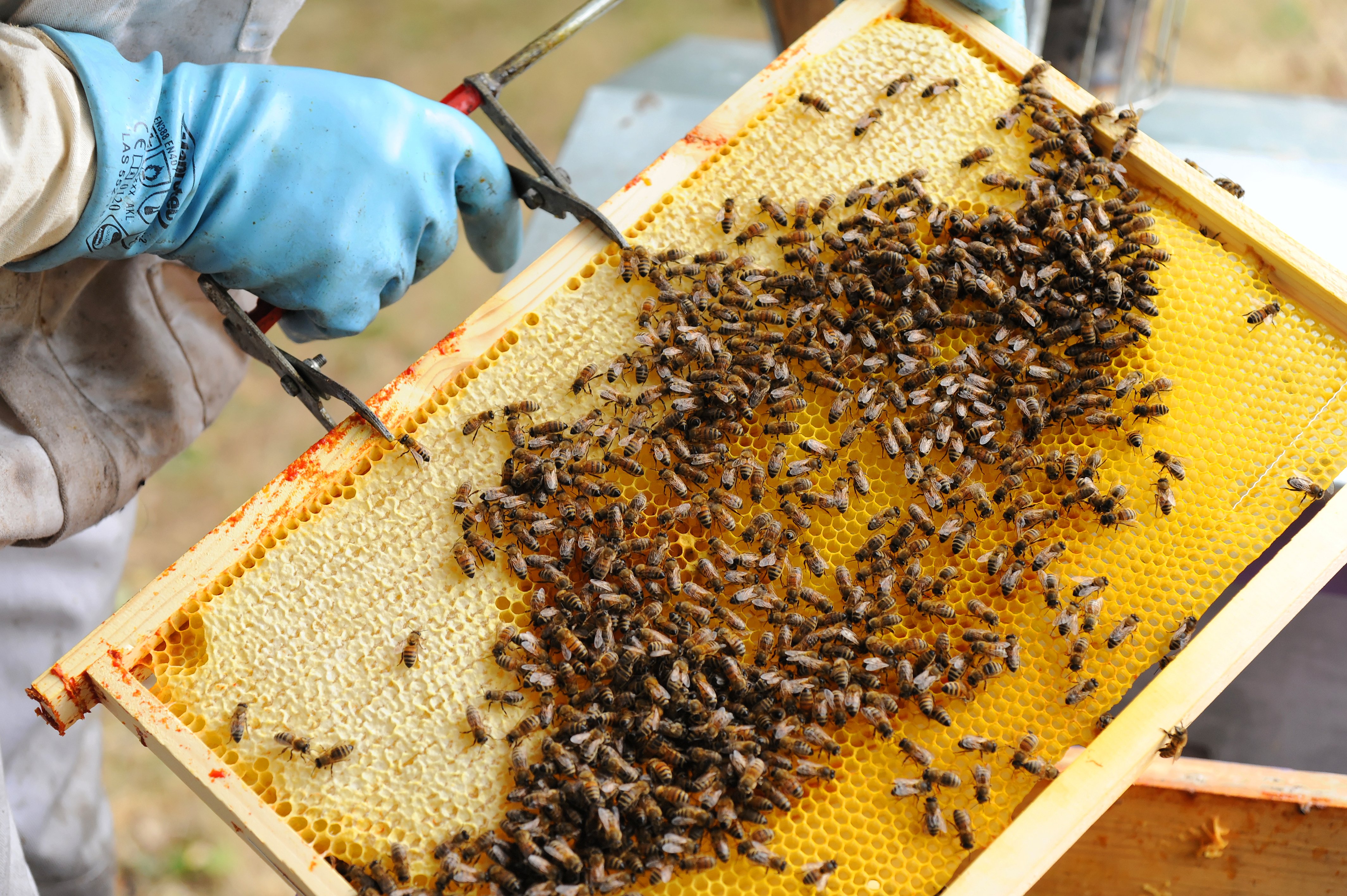 Couette et potager d'Antan - Activité apicole  France Nouvelle-Aquitaine Deux-Sèvres Marcillé 79500