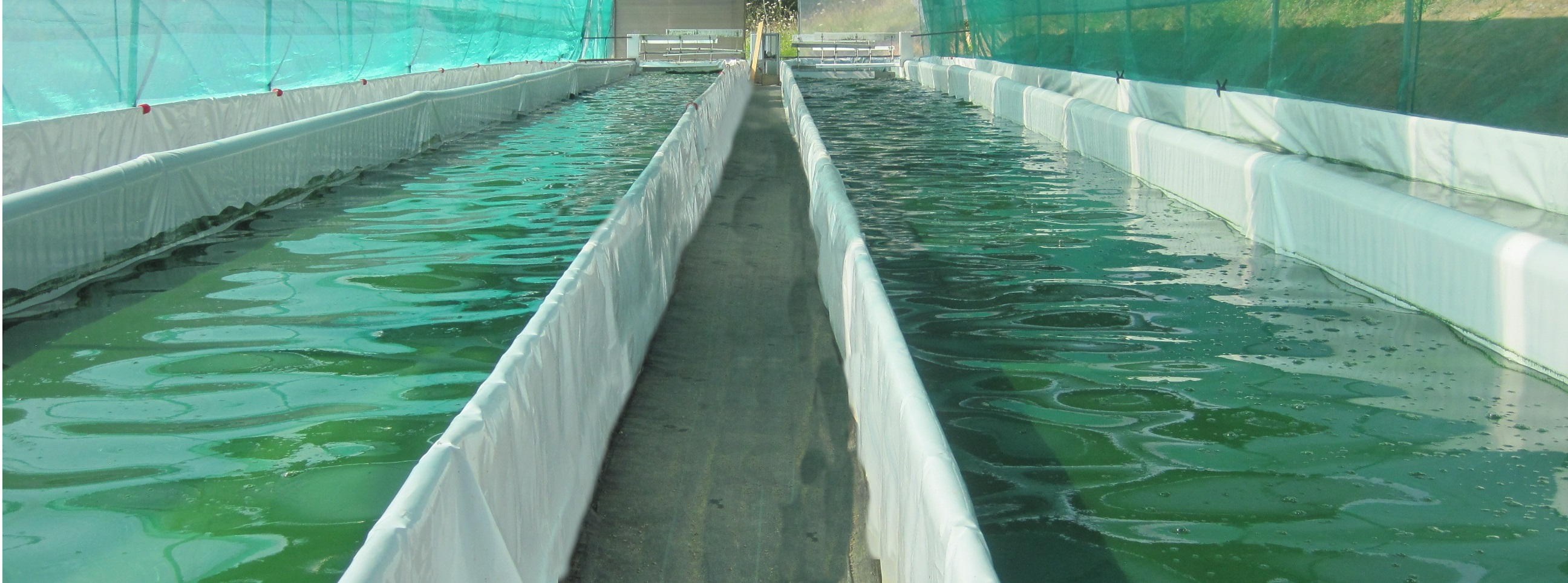 Spiruline des gabariers - photo 3