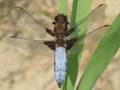 Sortie nature : Les papillons et les libellules de nos rivières null France null null null null