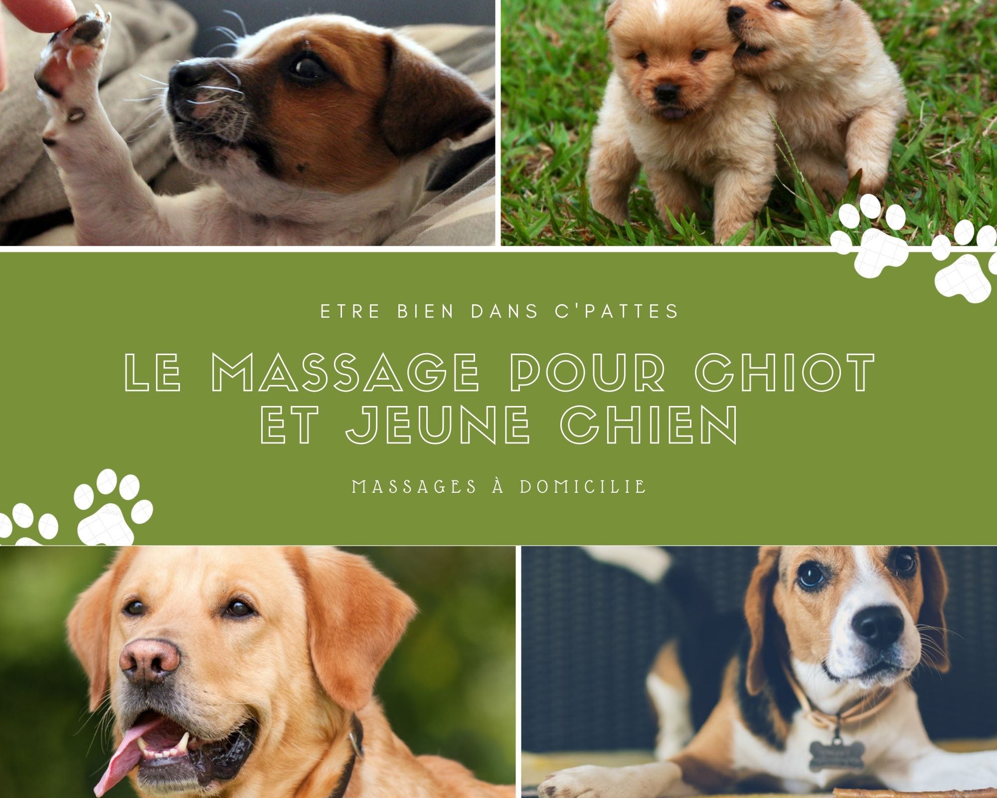 Etre bien dans ses Pattes - Massages canin  France Nouvelle-Aquitaine Gironde Jau-Dignac-et-Loirac 33590
