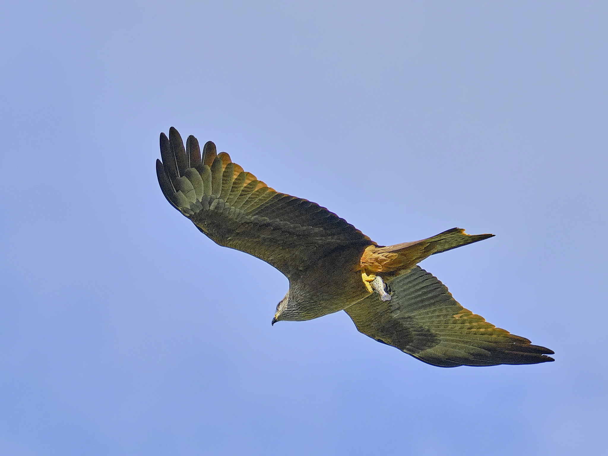 Voir les rapaces, Bedous - photo 2