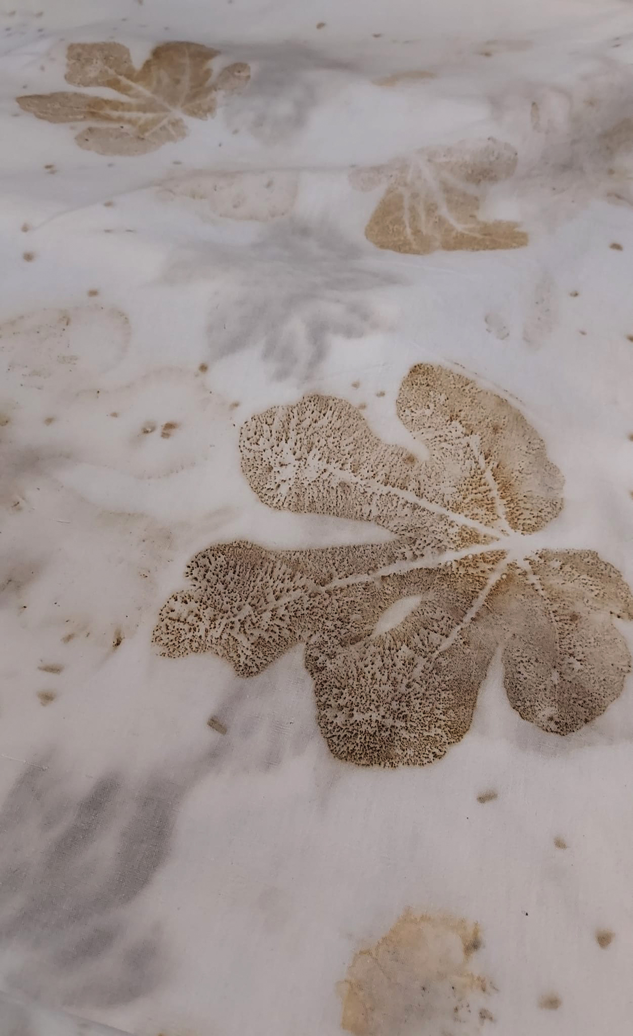 Exposition de Dany STERVINOU : Empreintes végétales