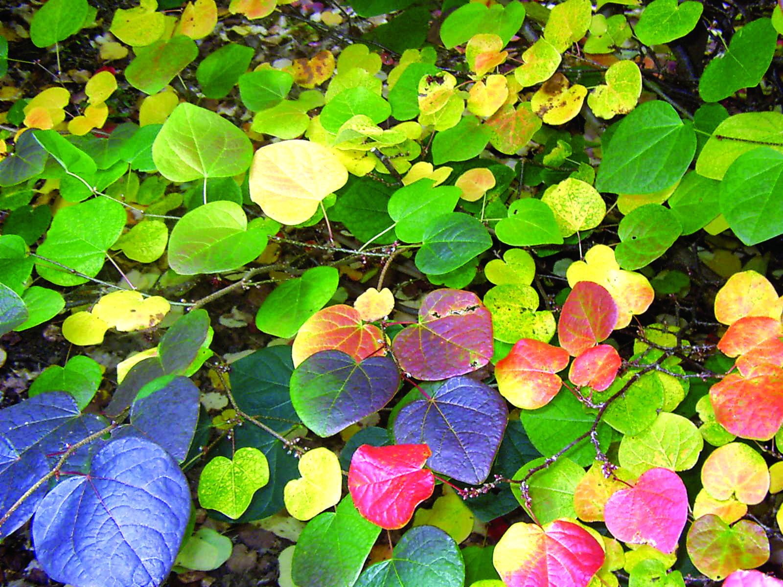 Journées des plantes d'automne