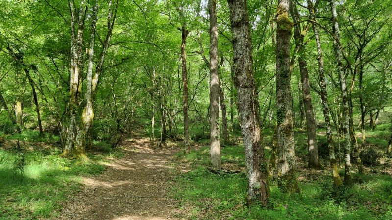 Conférence - Forêts d'ici et d'ailleurs, d'hier et de demain