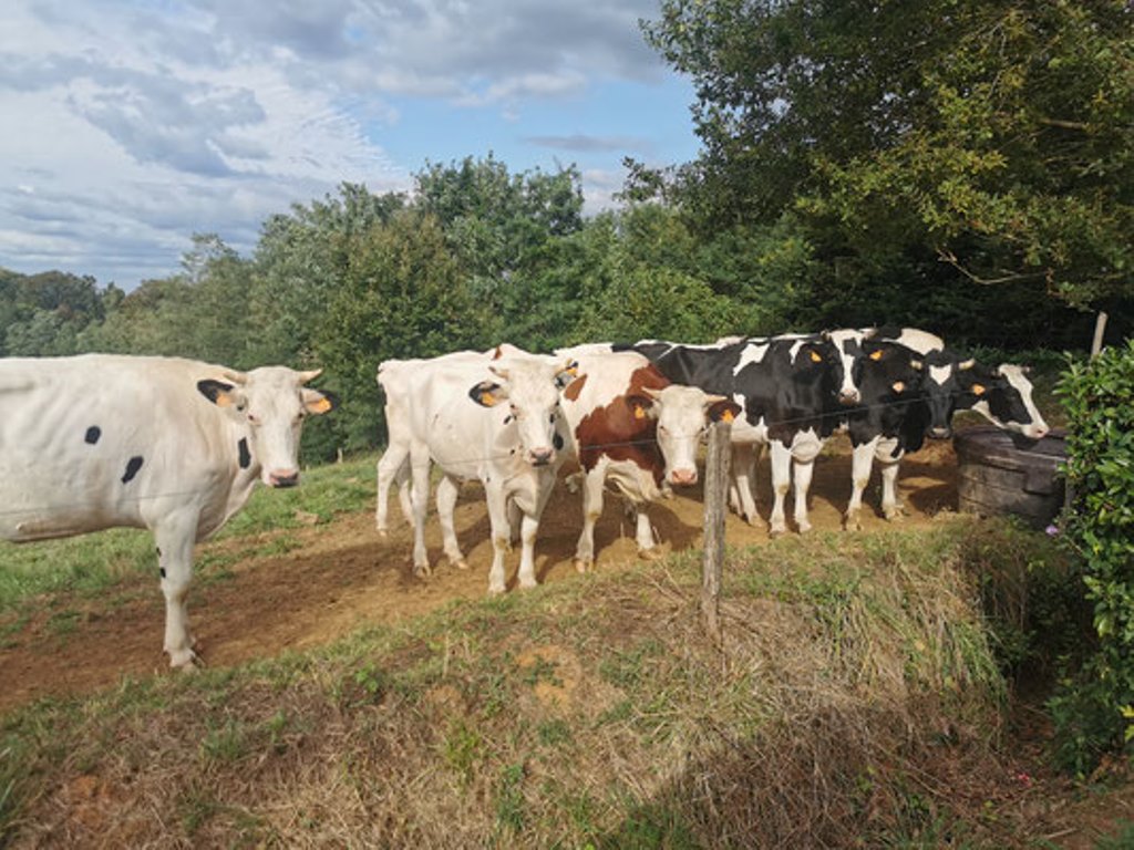 Visite de la ferme de Lorthe : vaches laitières et veaux (1/1)