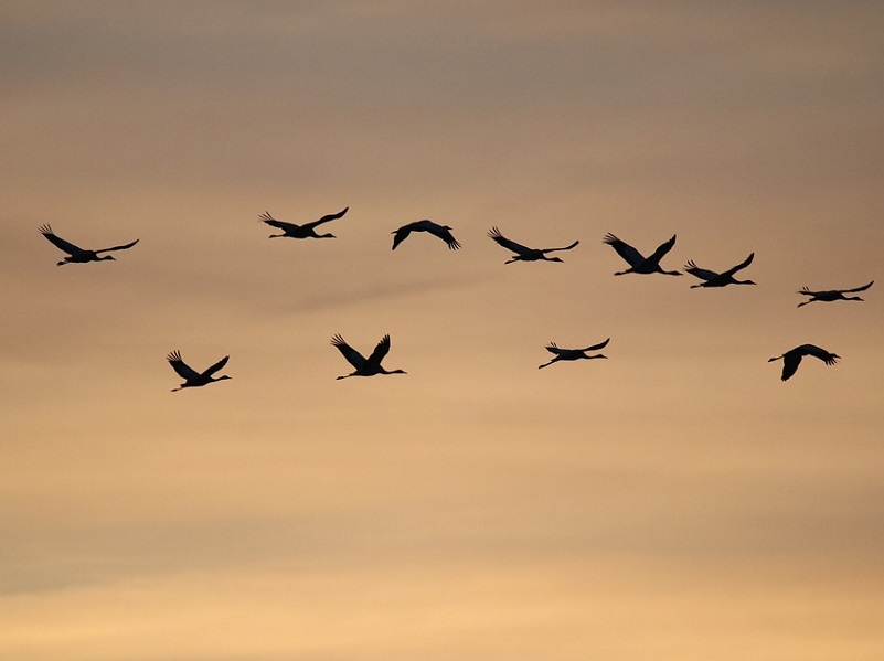 La migration des oiseaux