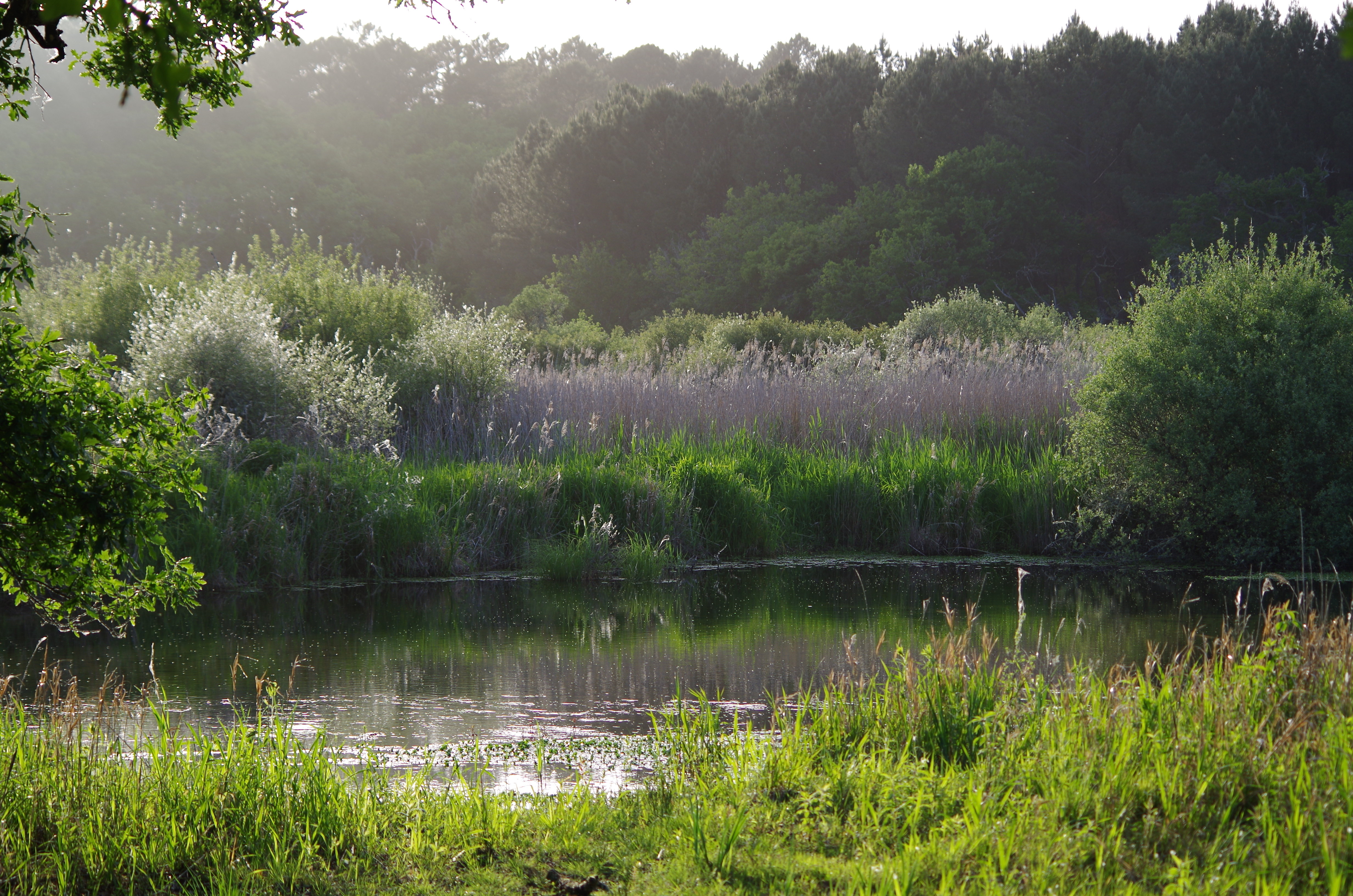 Balade nature - Entre lac et marais
