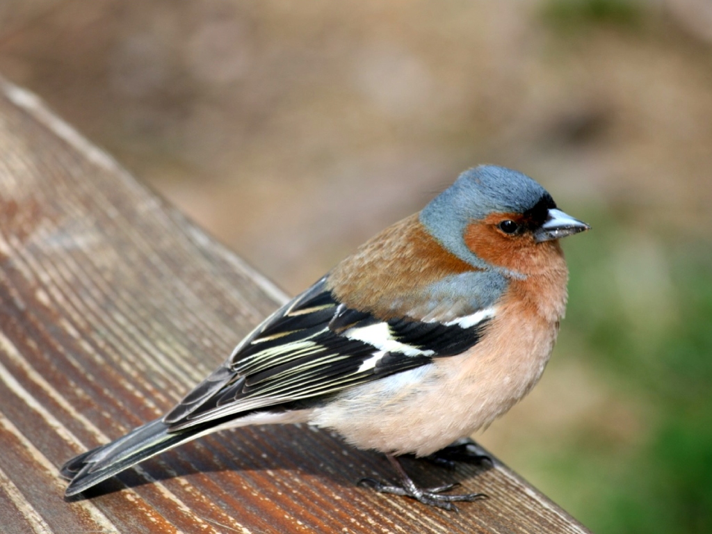 Balade : « Les oiseaux de nos campagnes »