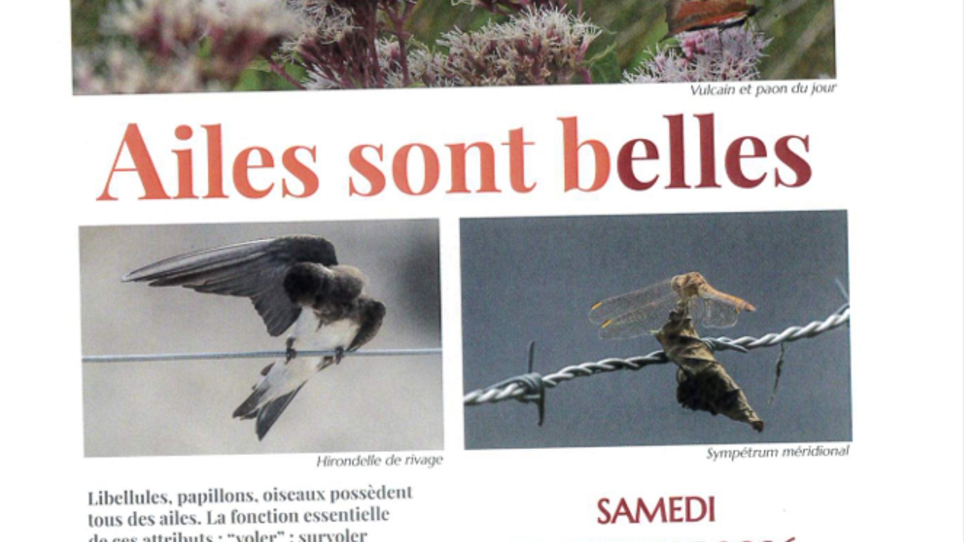 Conférence "Ailes sont belles"