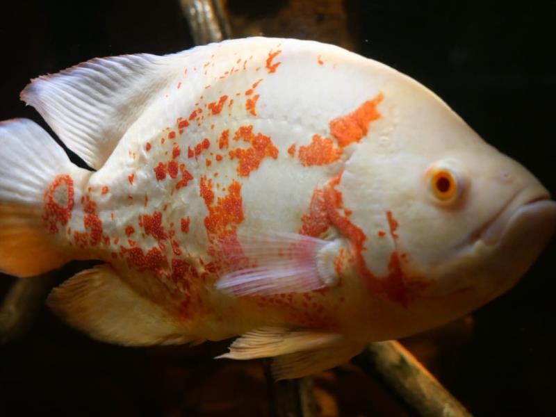 Aquarium du Périgord Noir - Univerland Le Bugue