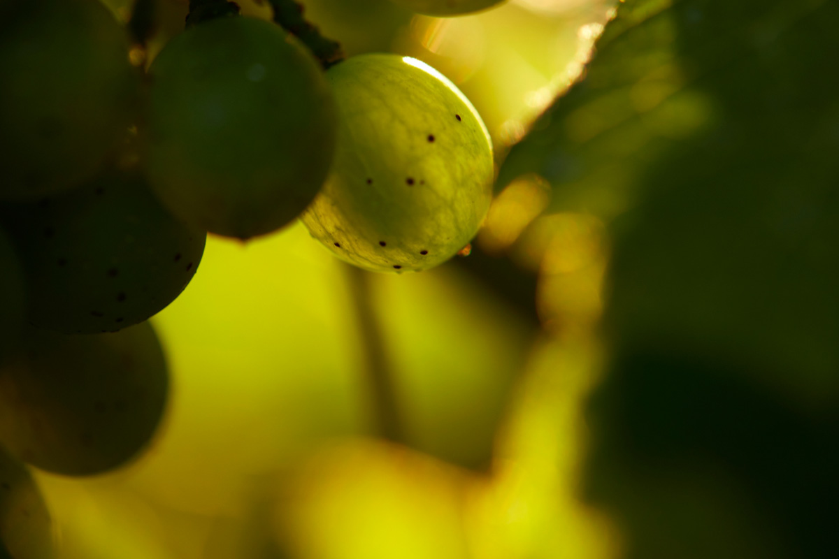 Vignoble des Verdots | Rencontre avec le vigneron