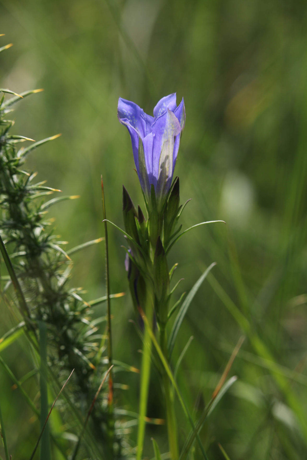 Activité nature « un, deux, trois... Gentianes »