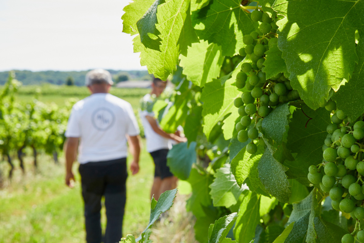 Vignoble des Verdots | Balade dans les vignes  ...