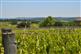 Montgaillard, vers le vignoble  ... - Crédit: @Sirtaqui Cf. ADRT Tourisme Lot-et-Garonne