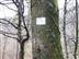 N°90 - La forêt cathédrale - Crédit: @Sirtaqui Cf. Communauté de Communes du Haut Béarn