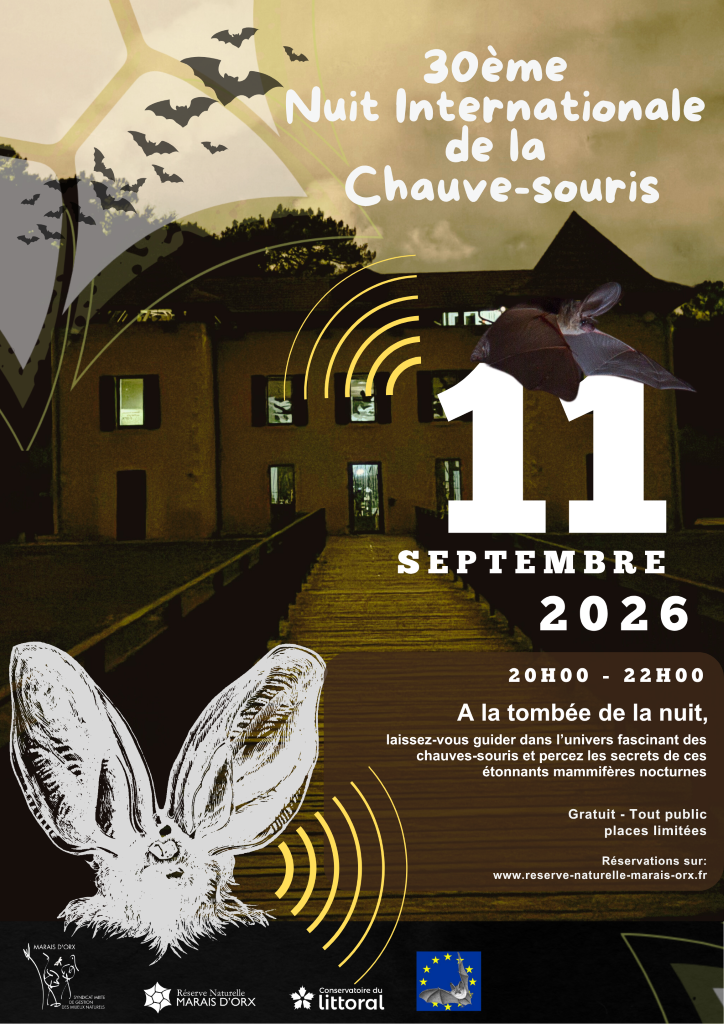 A la découverte des chauves-souris
