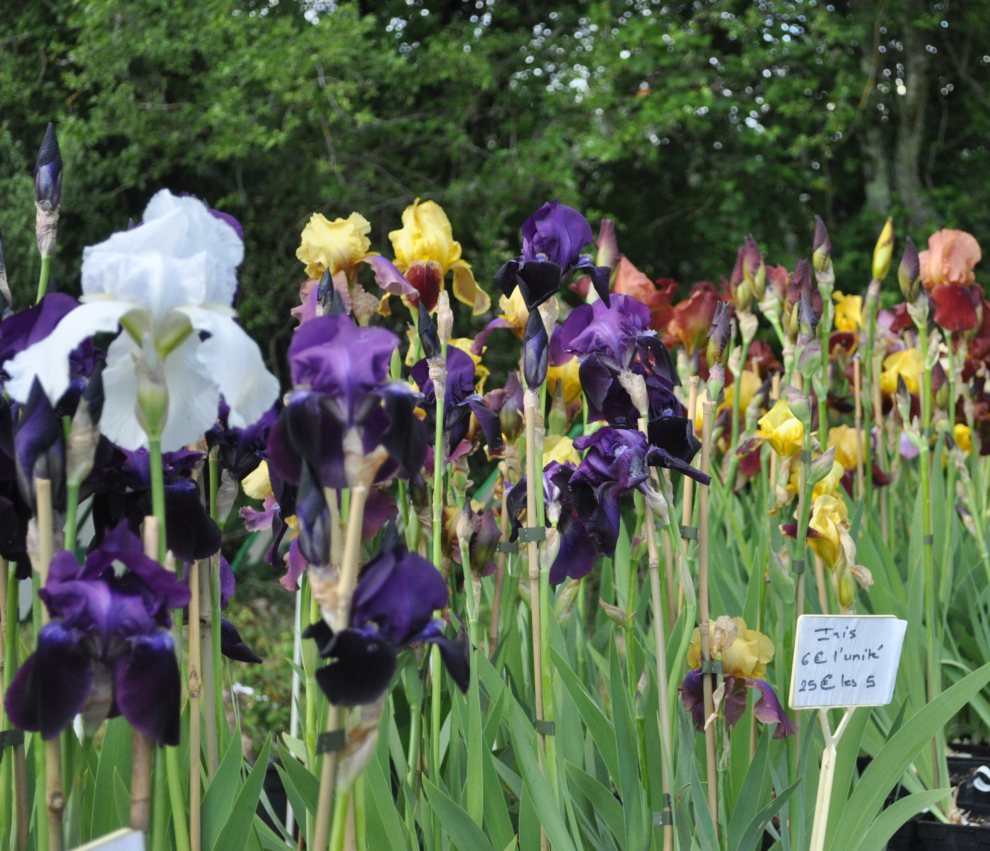 Days of spring plants