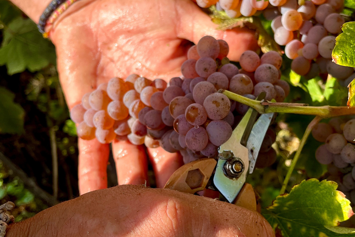 Vignoble des Verdots | Journée Vendanges en fa ...