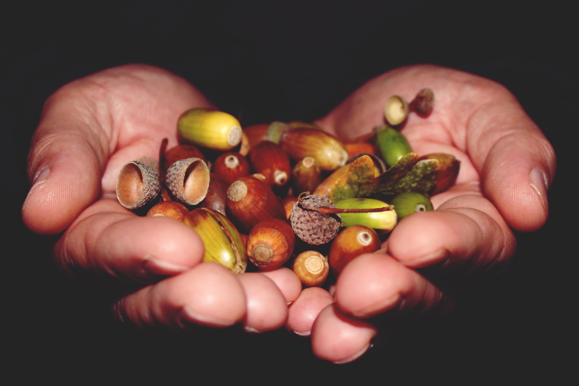 FLG 2026 : Atelier - Les saveurs végétales des bois