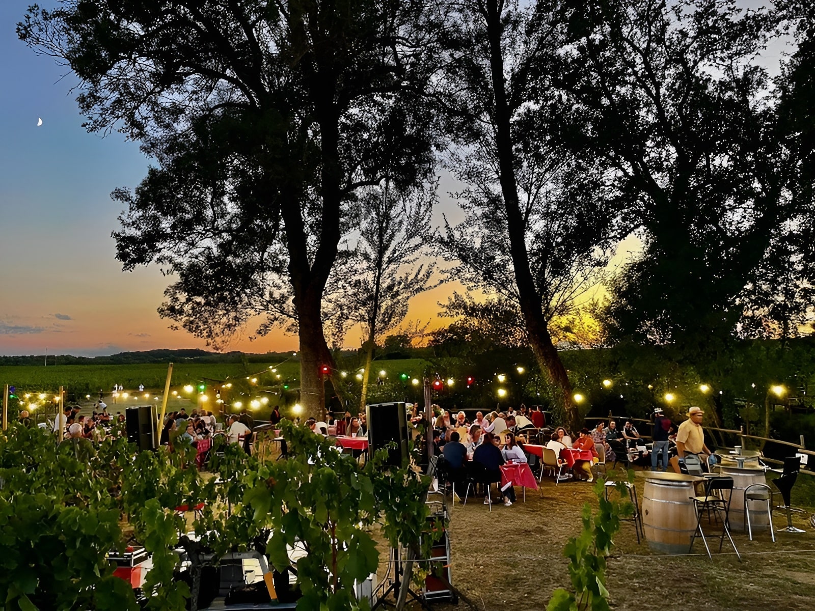 Vignobles Turtaut
