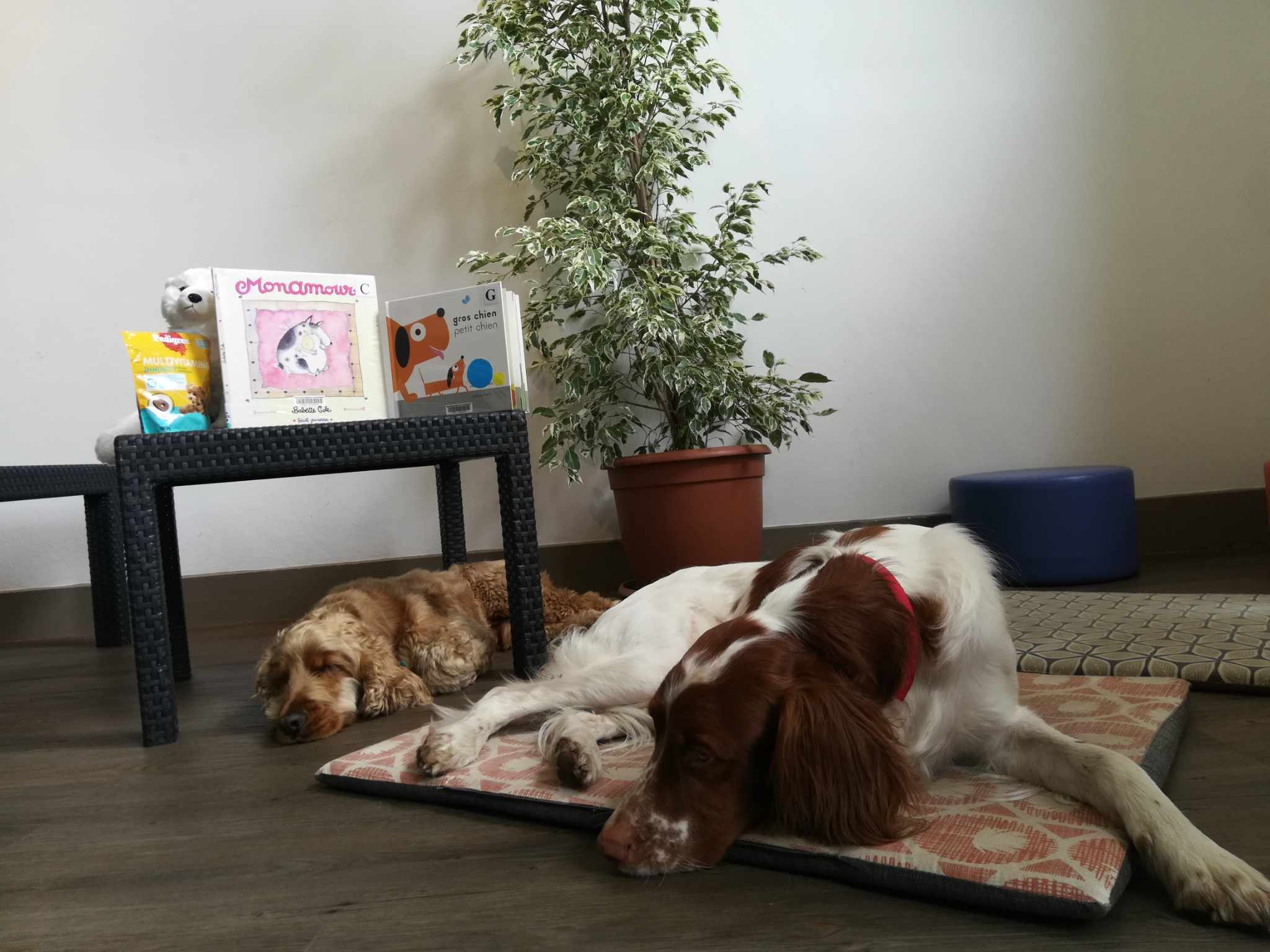 Lire avec les chiens