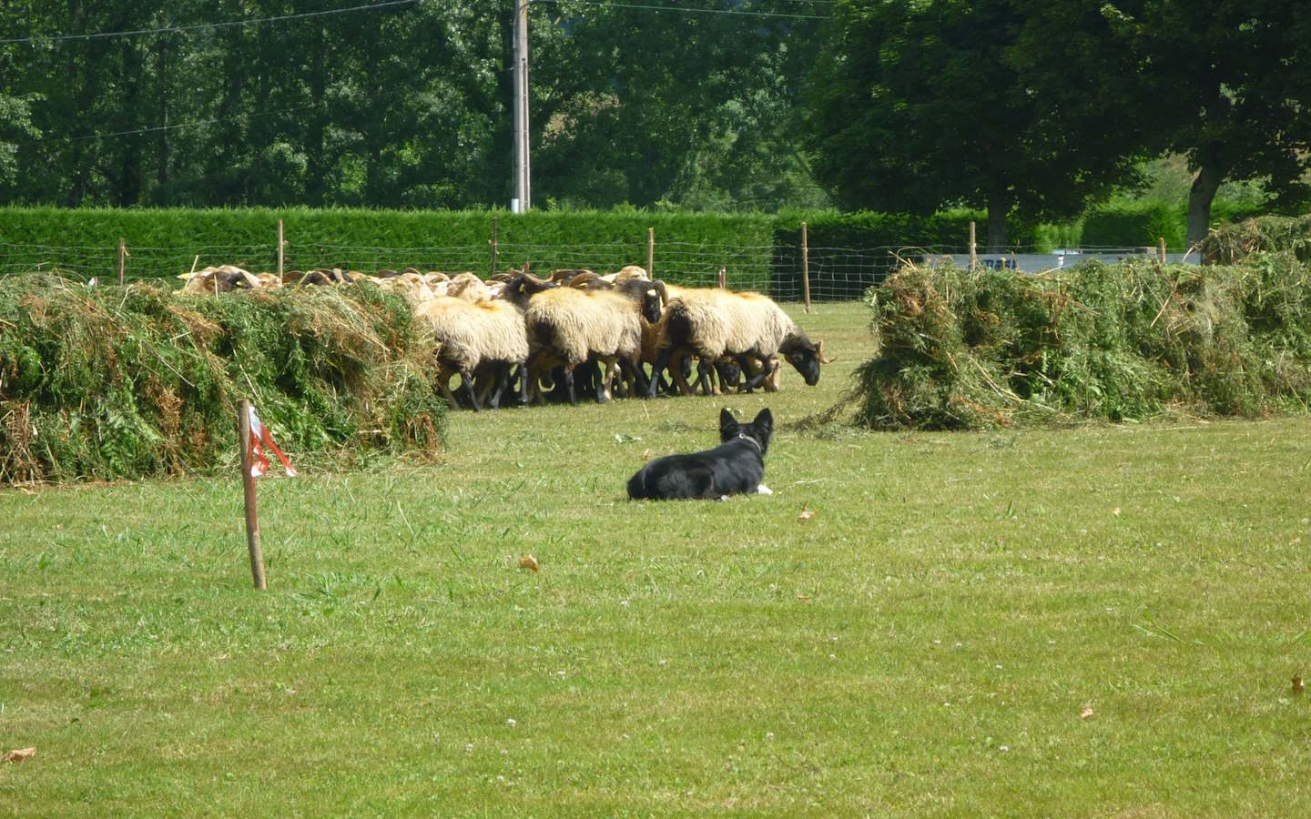 Concours de chiens de bergers
