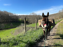 Visite aux ânes